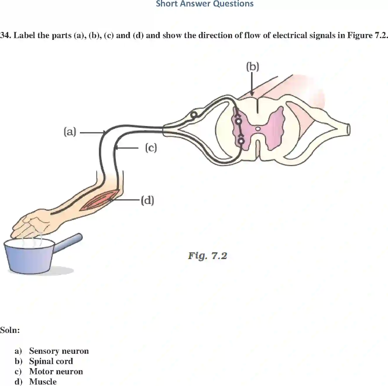 NCERT-Solution-Class-10-Science-Exemplar-Control-and-Coordination-3153-page-12
