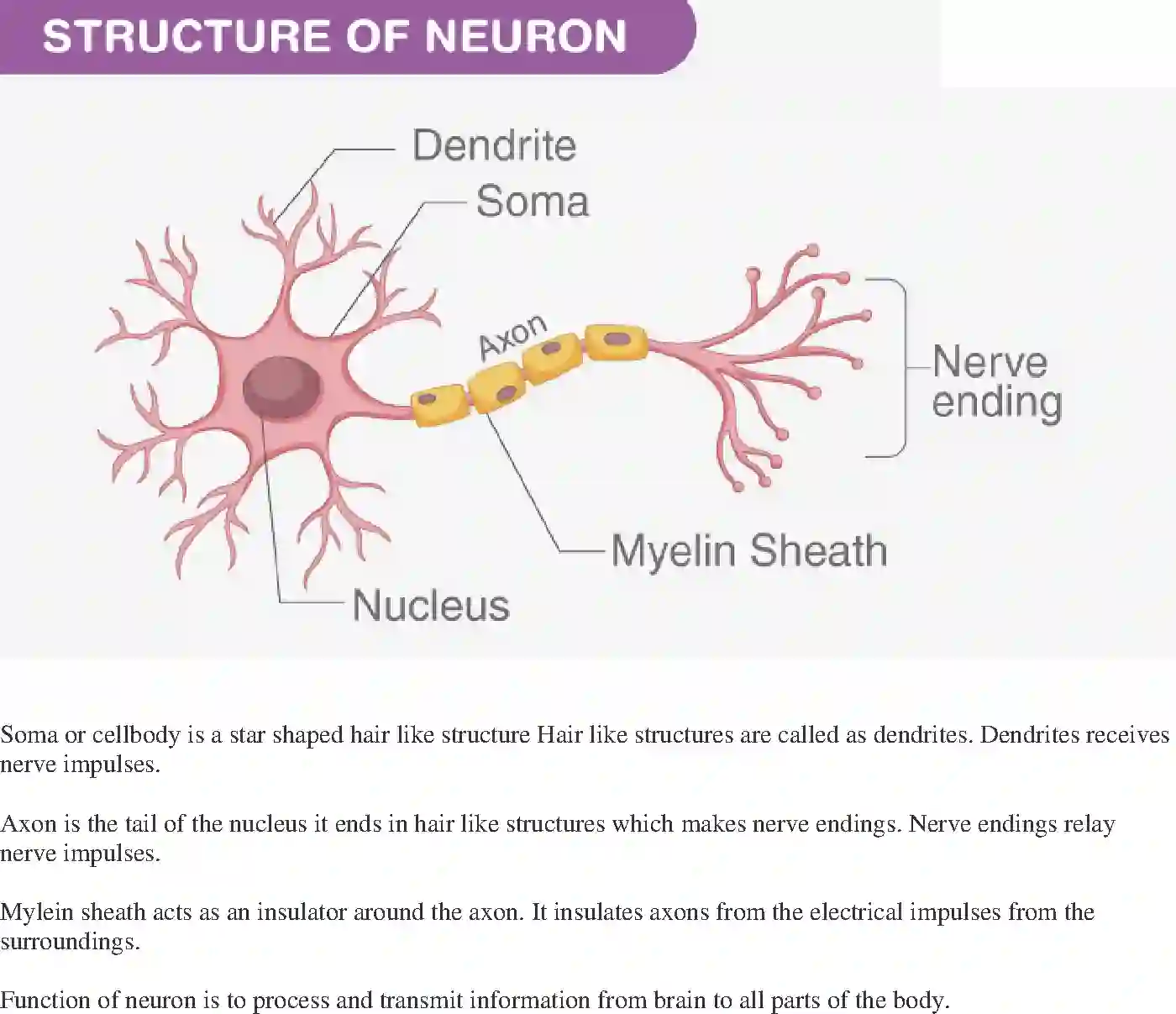NCERT-Solution-Class-10-Science-Exemplar-Control-and-Coordination-3153-page-17