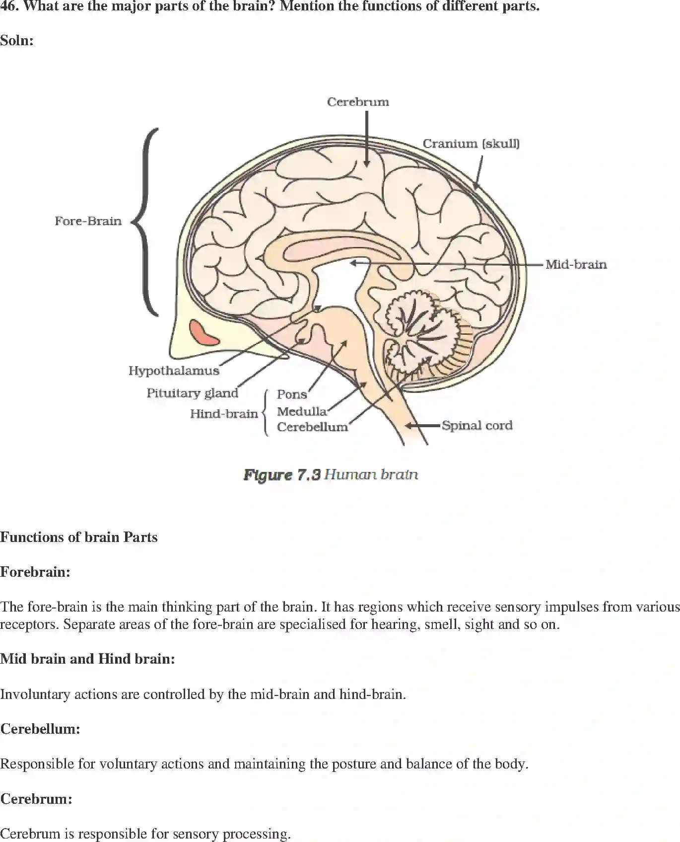 NCERT-Solution-Class-10-Science-Exemplar-Control-and-Coordination-3153-page-18