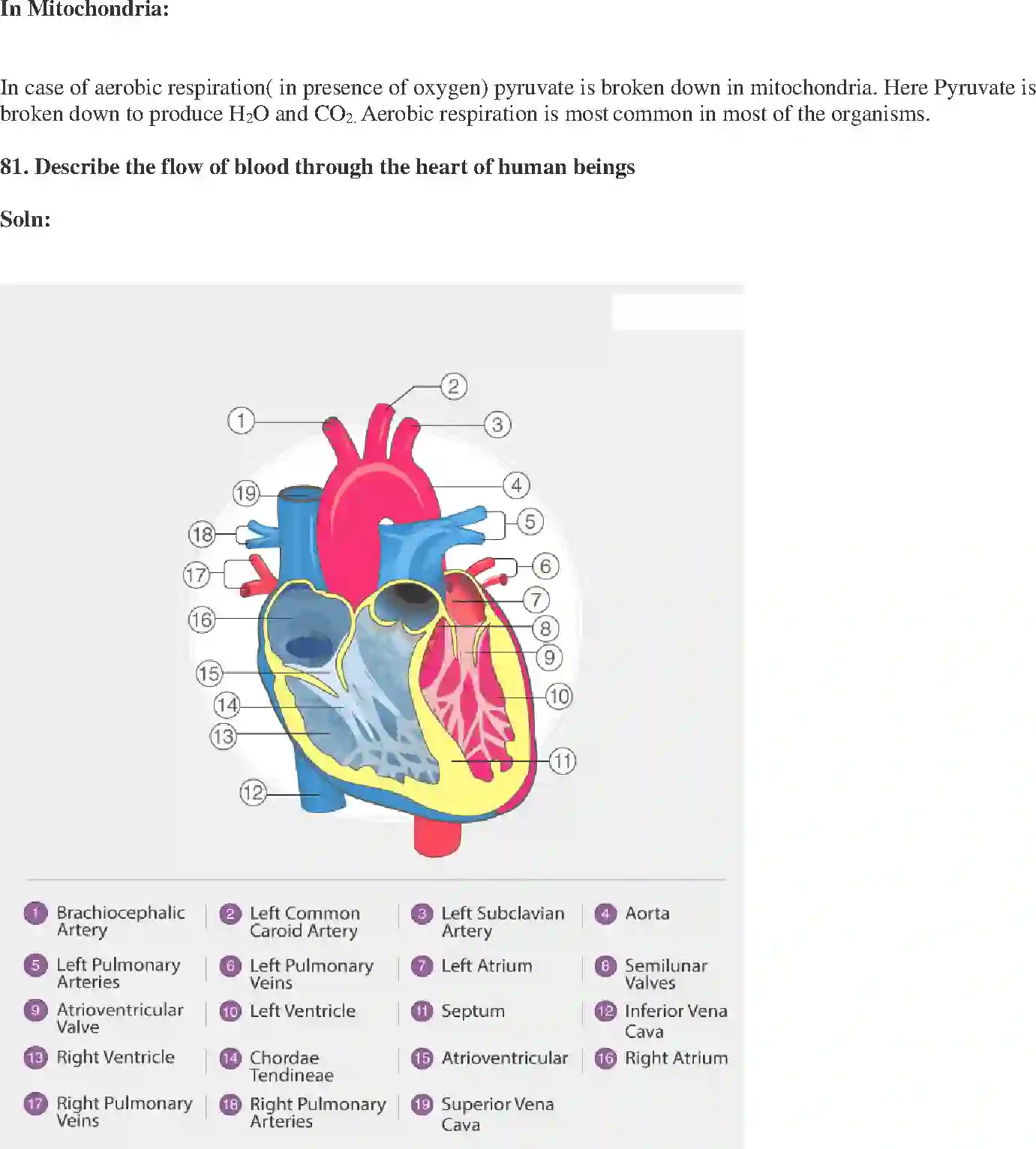 NCERT-Solution-Class-10-Science-Exemplar-Life-Processes-3152-page-26