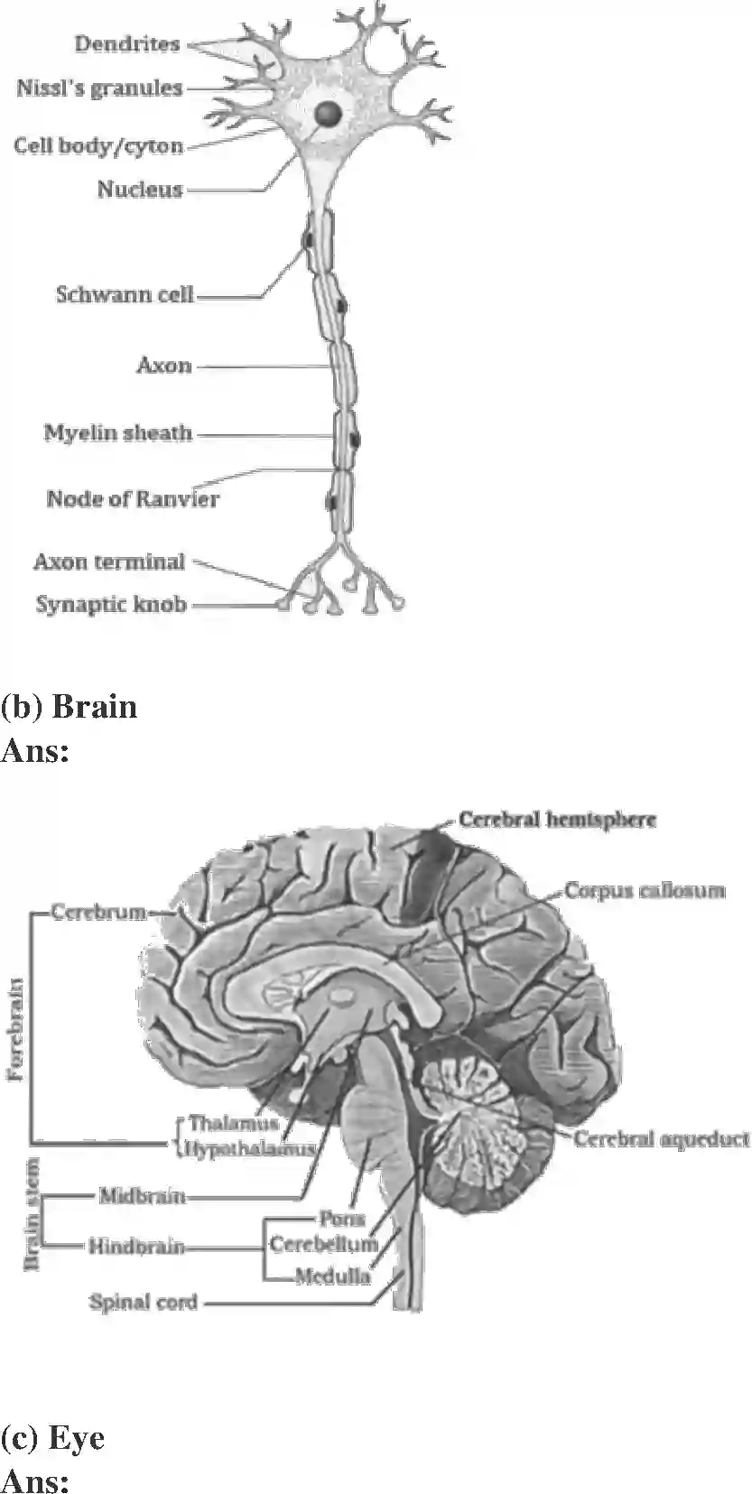 NCERT-Solution-Class-11-Biology-Chapter-21-Chemical-Coordination-and-integration-2610-page-5