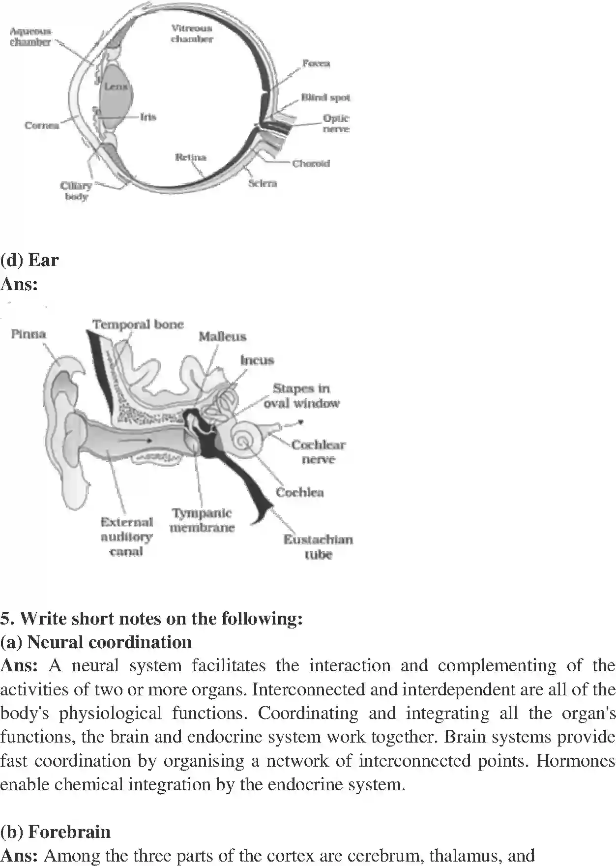 NCERT-Solution-Class-11-Biology-Chapter-21-Chemical-Coordination-and-integration-438-page-6