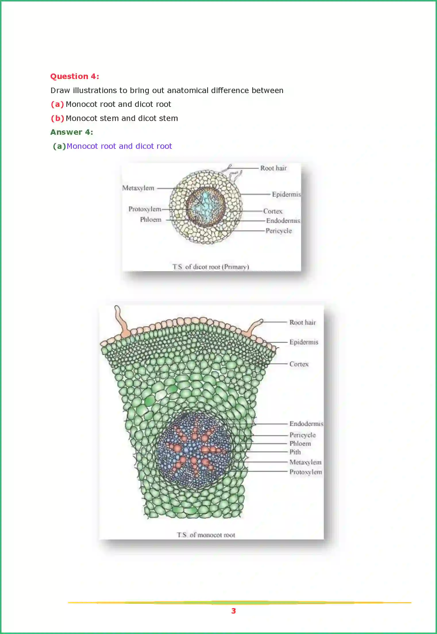 NCERT-Solution-Class-11-Biology-Chapter-6-Anatomy-of-Flowering-Plants-2616-page-3