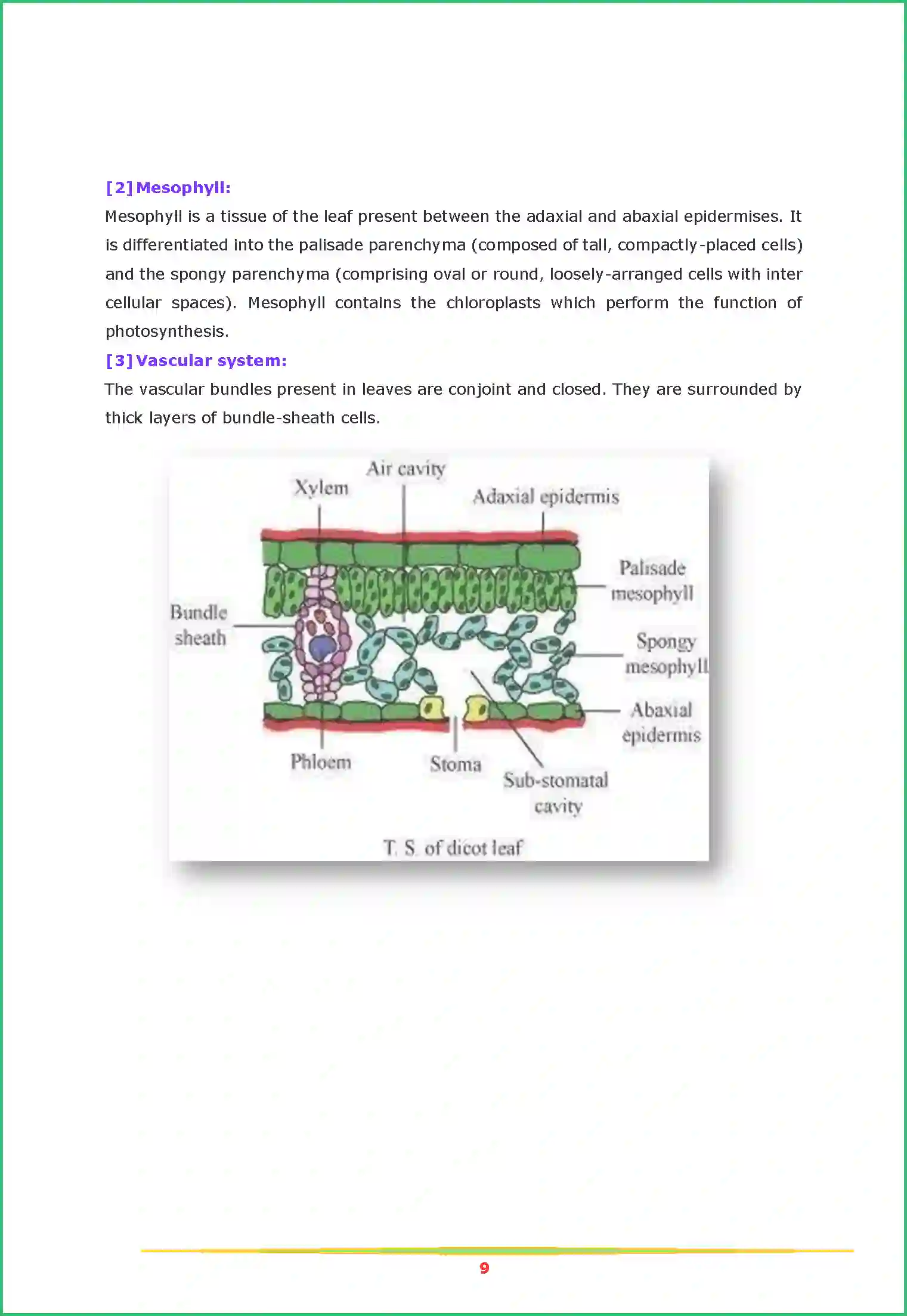 NCERT-Solution-Class-11-Biology-Chapter-6-Anatomy-of-Flowering-Plants-2616-page-9