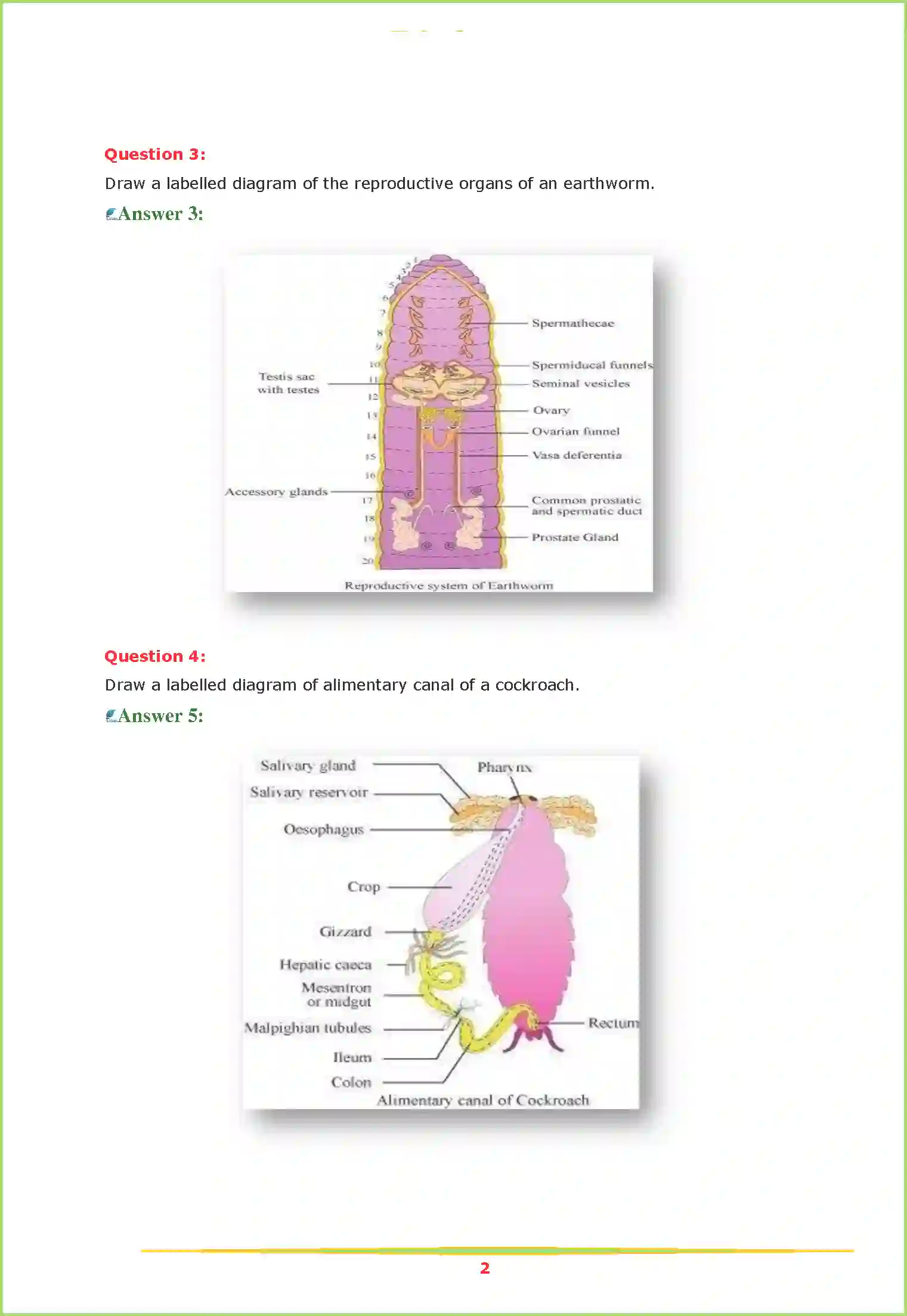 NCERT-Solution-Class-11-Biology-Chapter-7-Structural-Organisation-in-Animals-2617-page-2