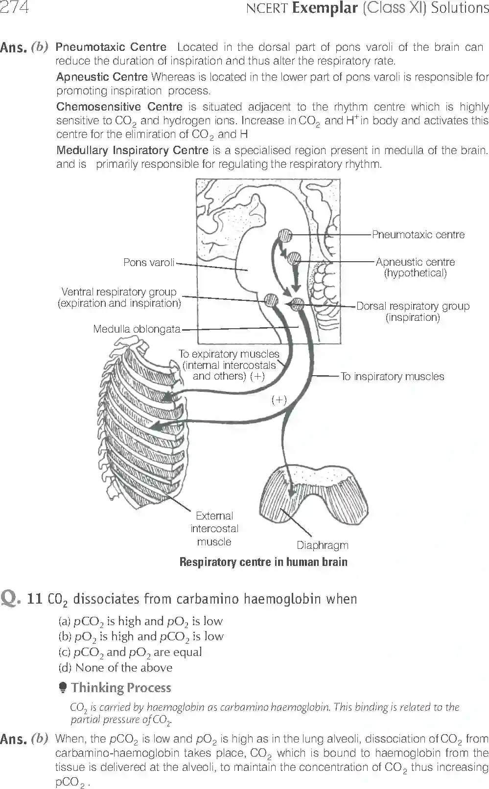 NCERT-Solution-Class-11-Biology-Exemplar-Breathing-And-Exchange-of-Gases-2934-page-5