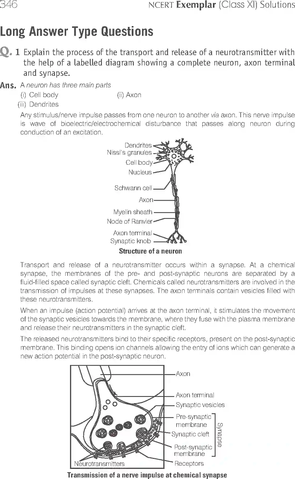 NCERT-Solution-Class-11-Biology-Exemplar-Neural-Control-And-Coordination-2938-page-11