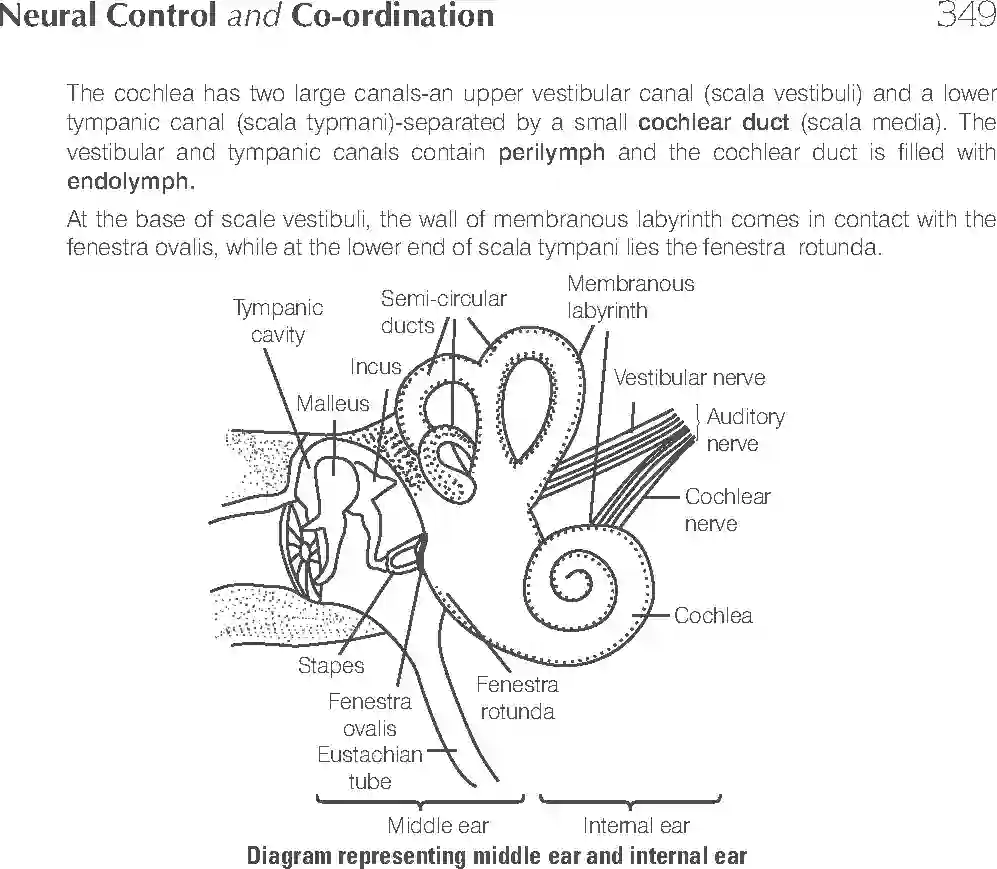 NCERT-Solution-Class-11-Biology-Exemplar-Neural-Control-And-Coordination-2938-page-14