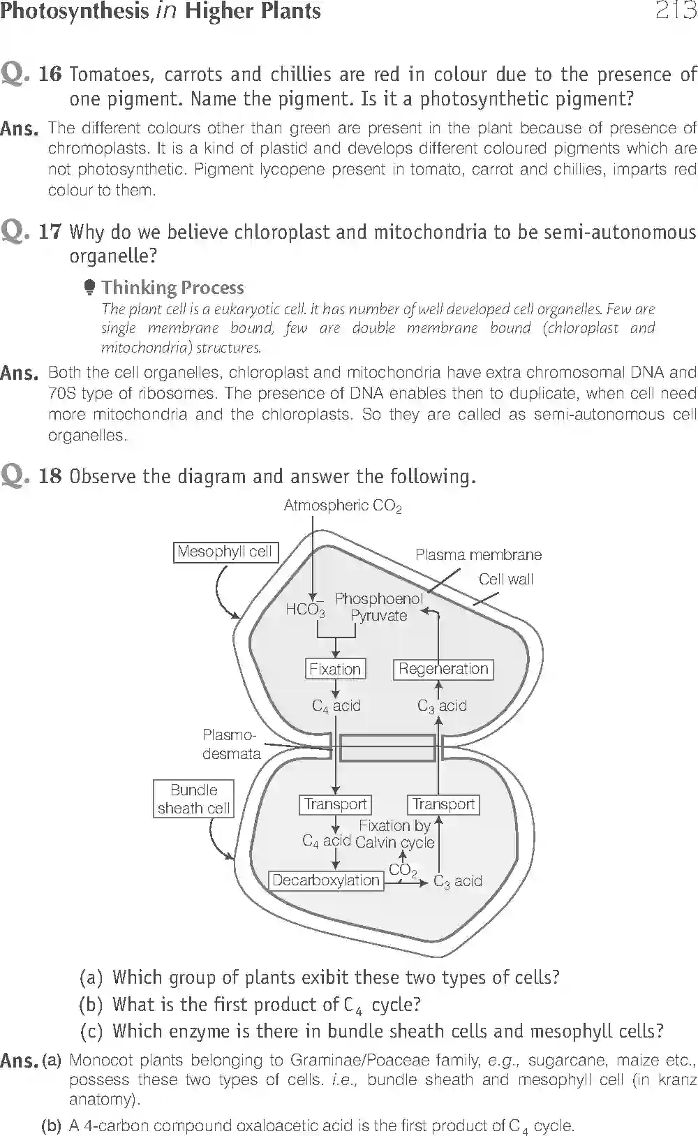 NCERT-Solution-Class-11-Biology-Exemplar-Photosynthesis-in-Higher-Plants-2930-page-14