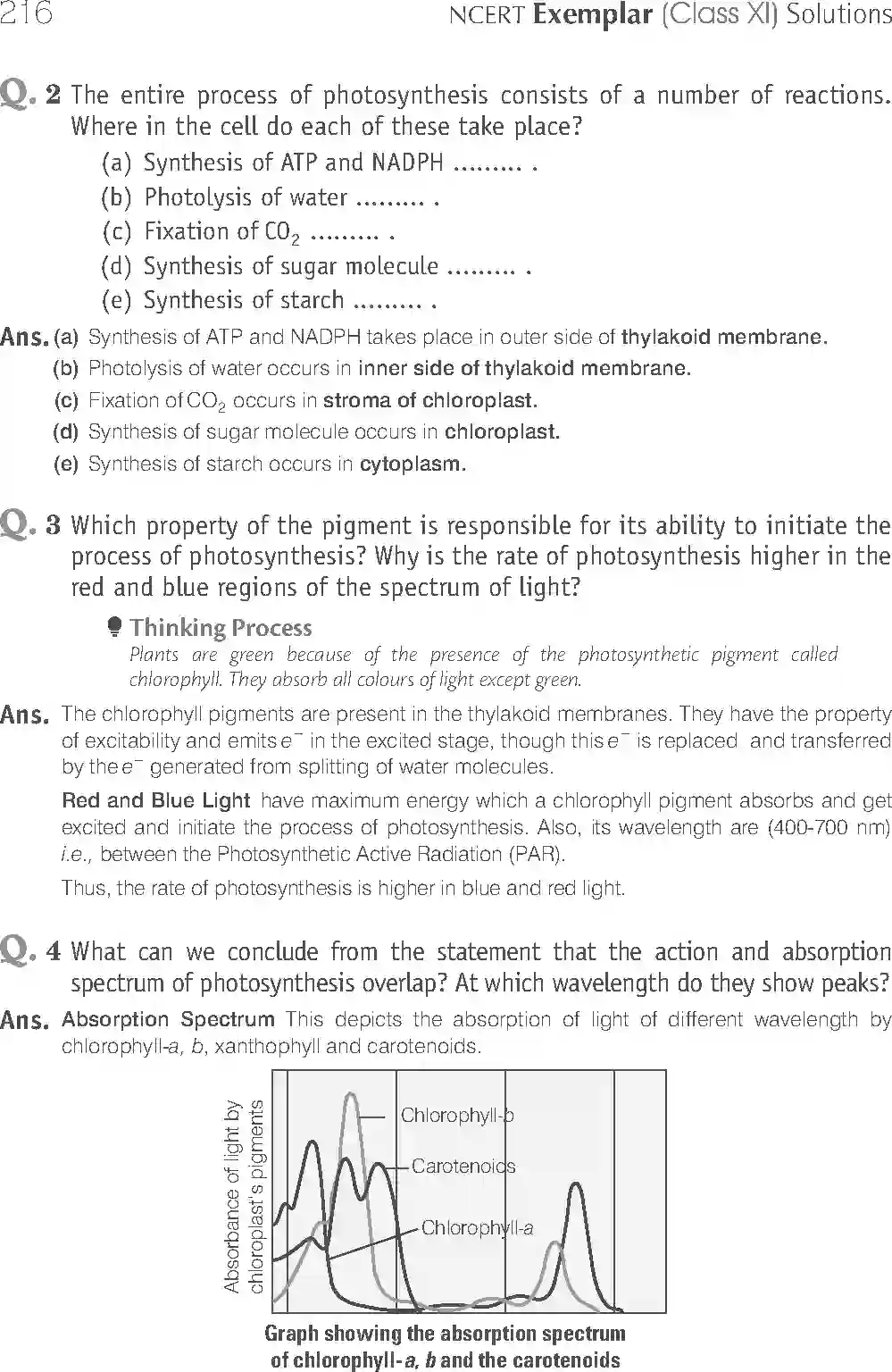 NCERT-Solution-Class-11-Biology-Exemplar-Photosynthesis-in-Higher-Plants-2930-page-17