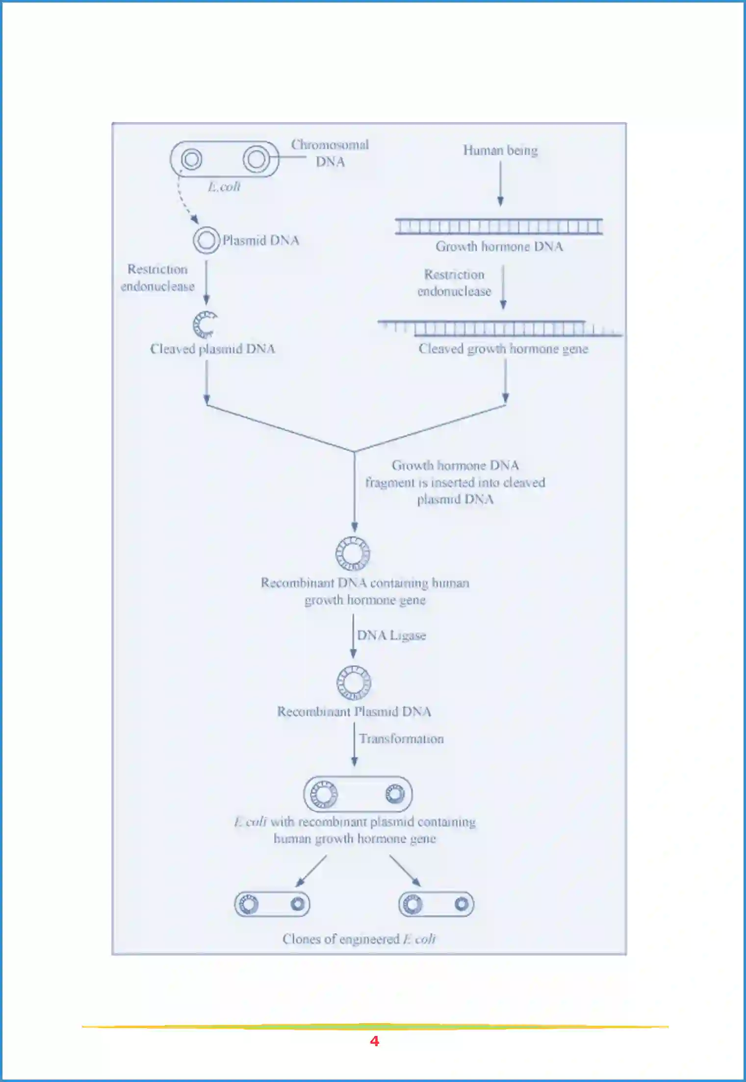 NCERT-Solution-Class-12-Biology-Chapter-12-Biotechnology-and-its-Applications-85-page-4