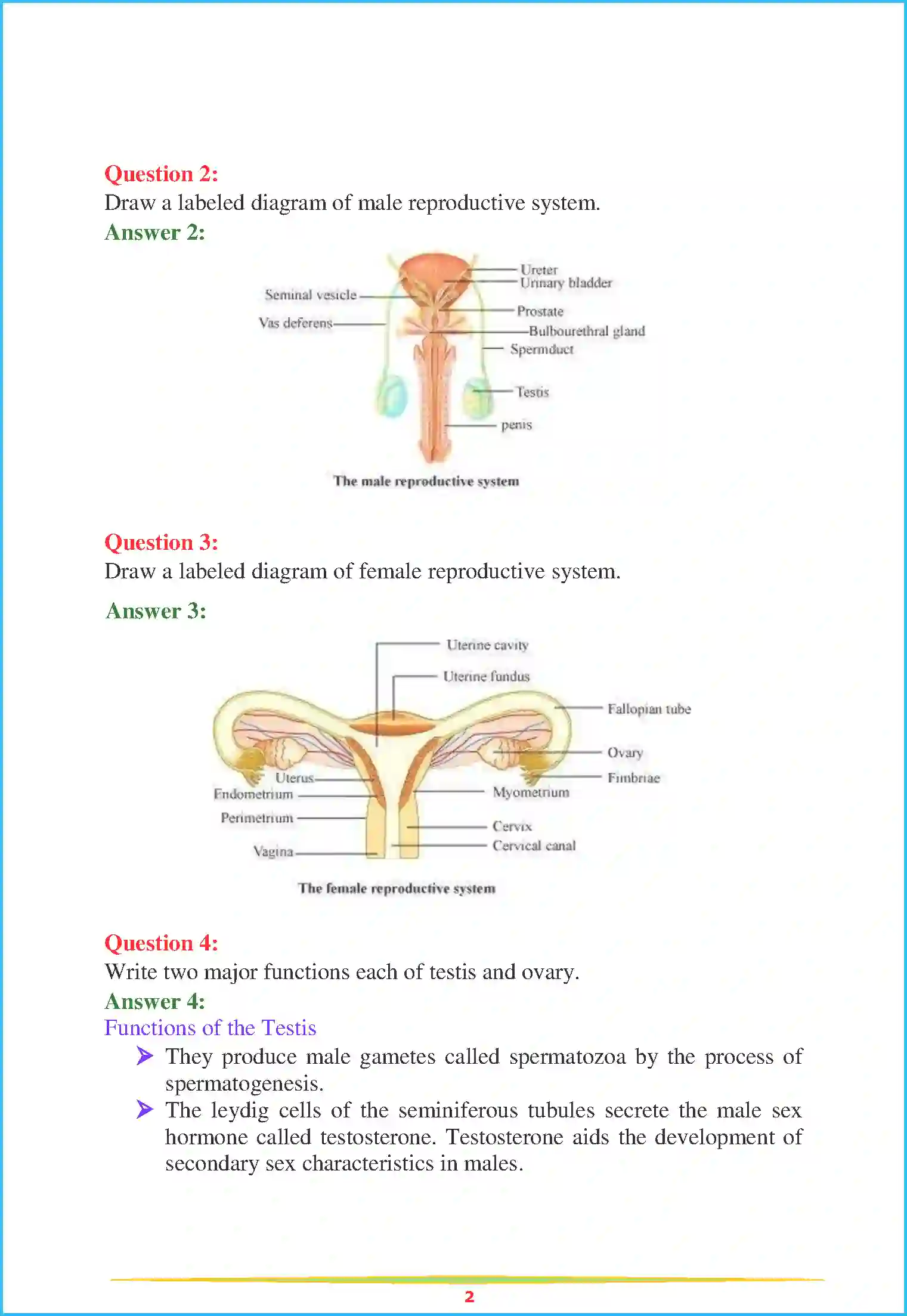 NCERT-Solution-Class-12-Biology-Chapter-3-Human-Reproduction-76-page-2