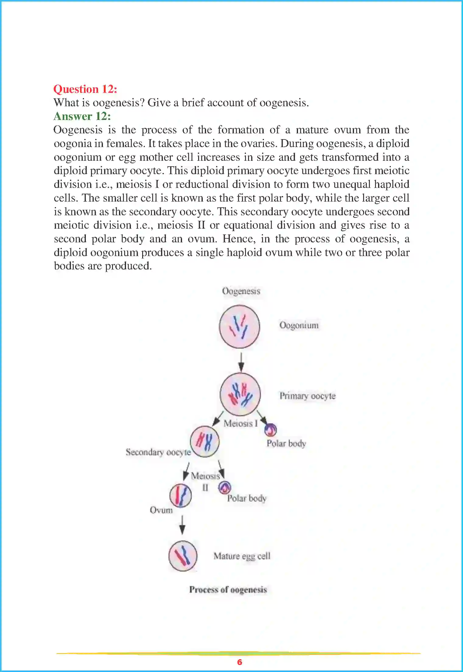 NCERT-Solution-Class-12-Biology-Chapter-3-Human-Reproduction-76-page-6