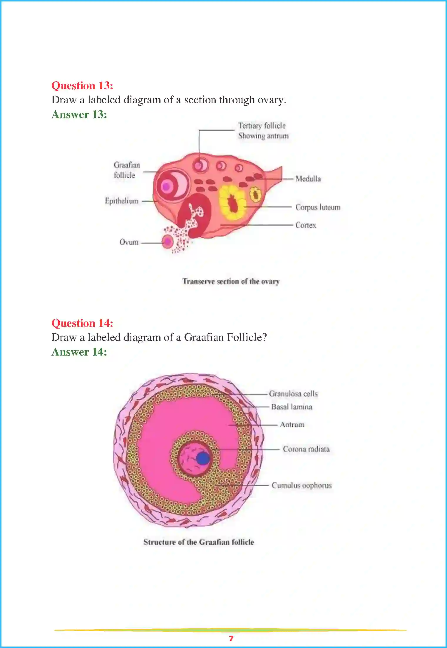 NCERT-Solution-Class-12-Biology-Chapter-3-Human-Reproduction-76-page-7