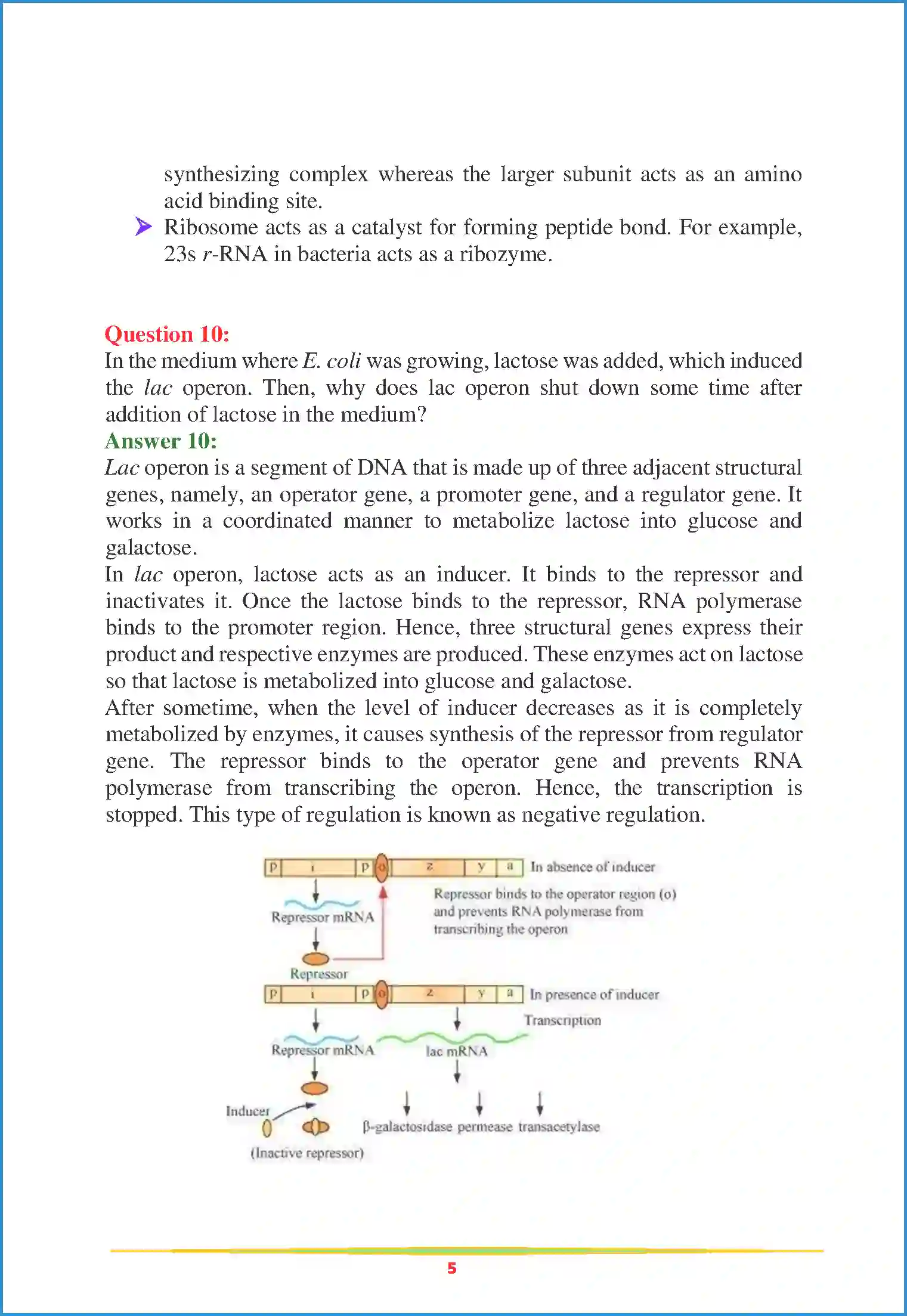 NCERT-Solution-Class-12-Biology-Chapter-6-Molecular-Basis-of-Inheritance-79-page-5