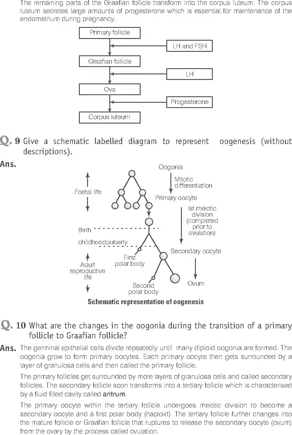 NCERT-Solution-Class-12-Biology-Exemplar-Human-Reproduction-2491-page-14