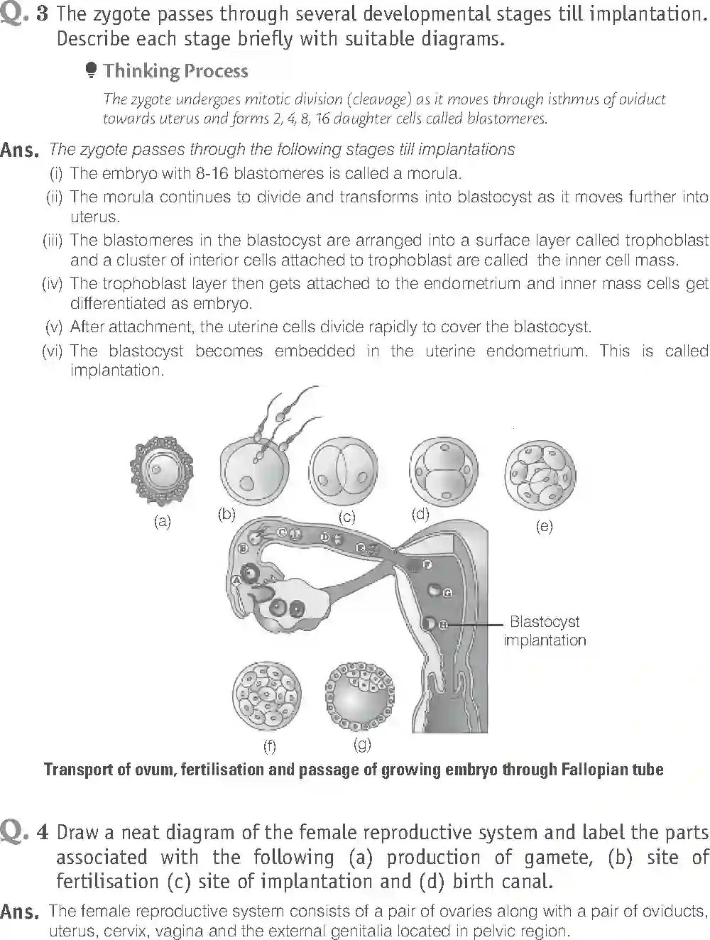 NCERT-Solution-Class-12-Biology-Exemplar-Human-Reproduction-2491-page-17