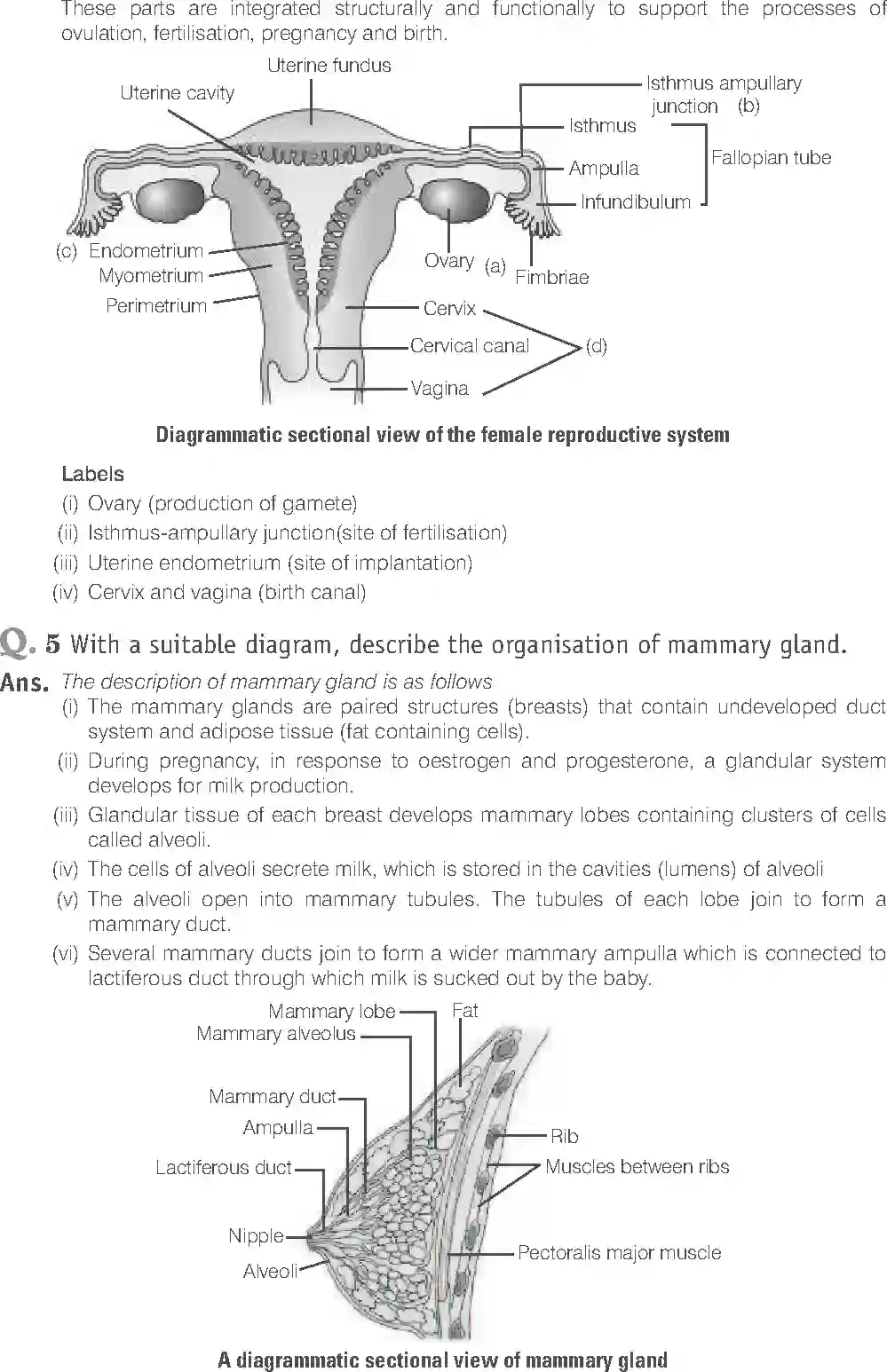 NCERT-Solution-Class-12-Biology-Exemplar-Human-Reproduction-2491-page-18