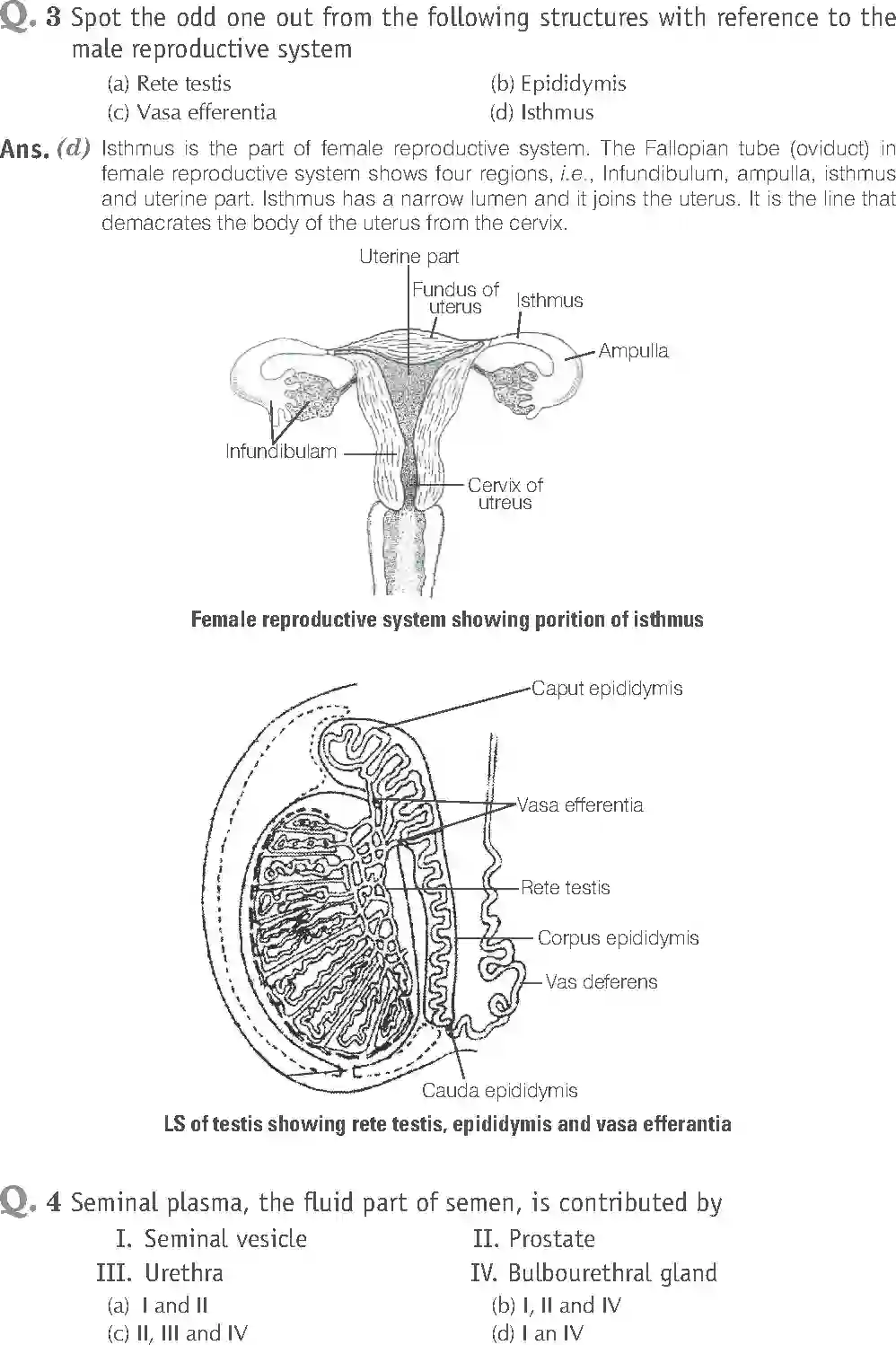 NCERT-Solution-Class-12-Biology-Exemplar-Human-Reproduction-2491-page-2