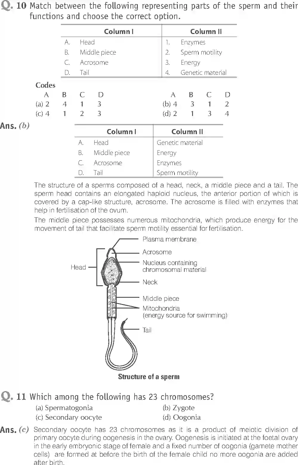 NCERT-Solution-Class-12-Biology-Exemplar-Human-Reproduction-2491-page-5