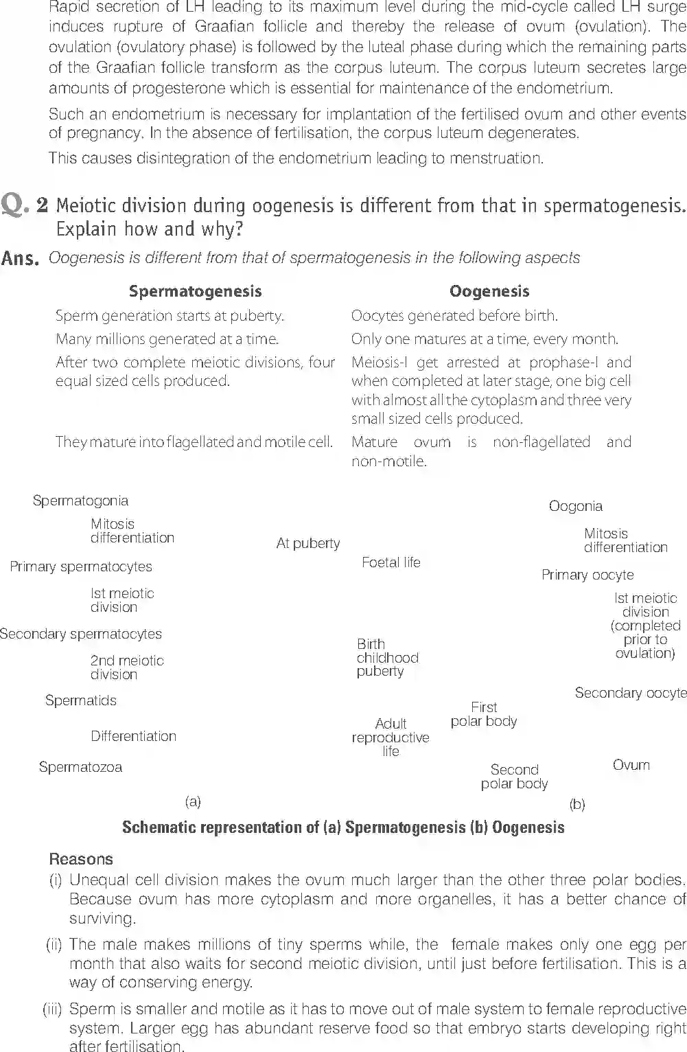 NCERT-Solution-Class-12-Biology-Exemplar-Human-Reproduction-319-page-16