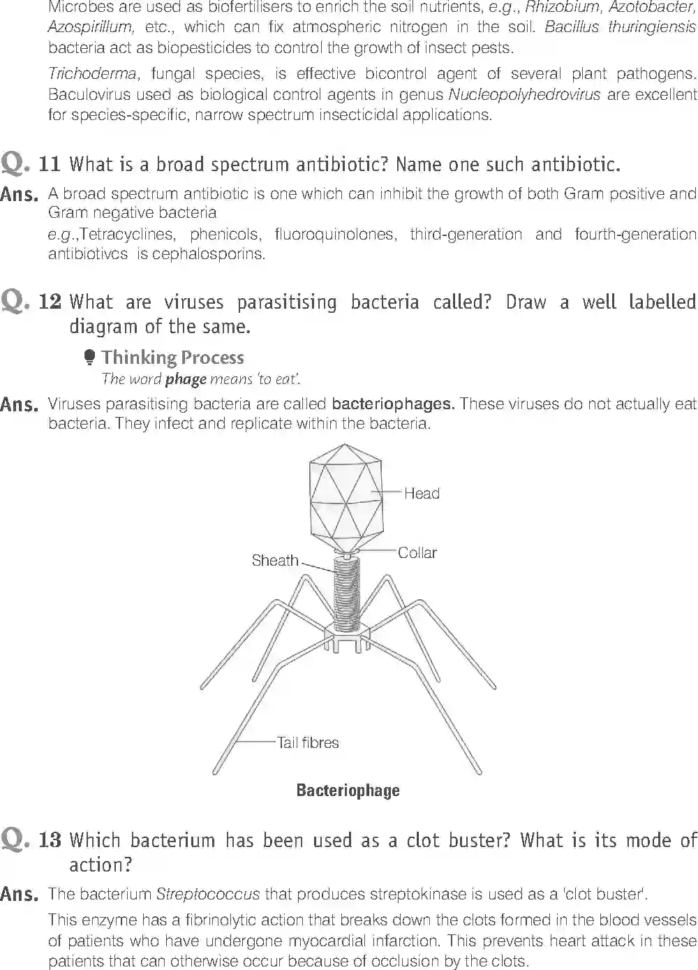 NCERT-Solution-Class-12-Biology-Exemplar-Microbes-in-Human-Welfare-2498-page-12