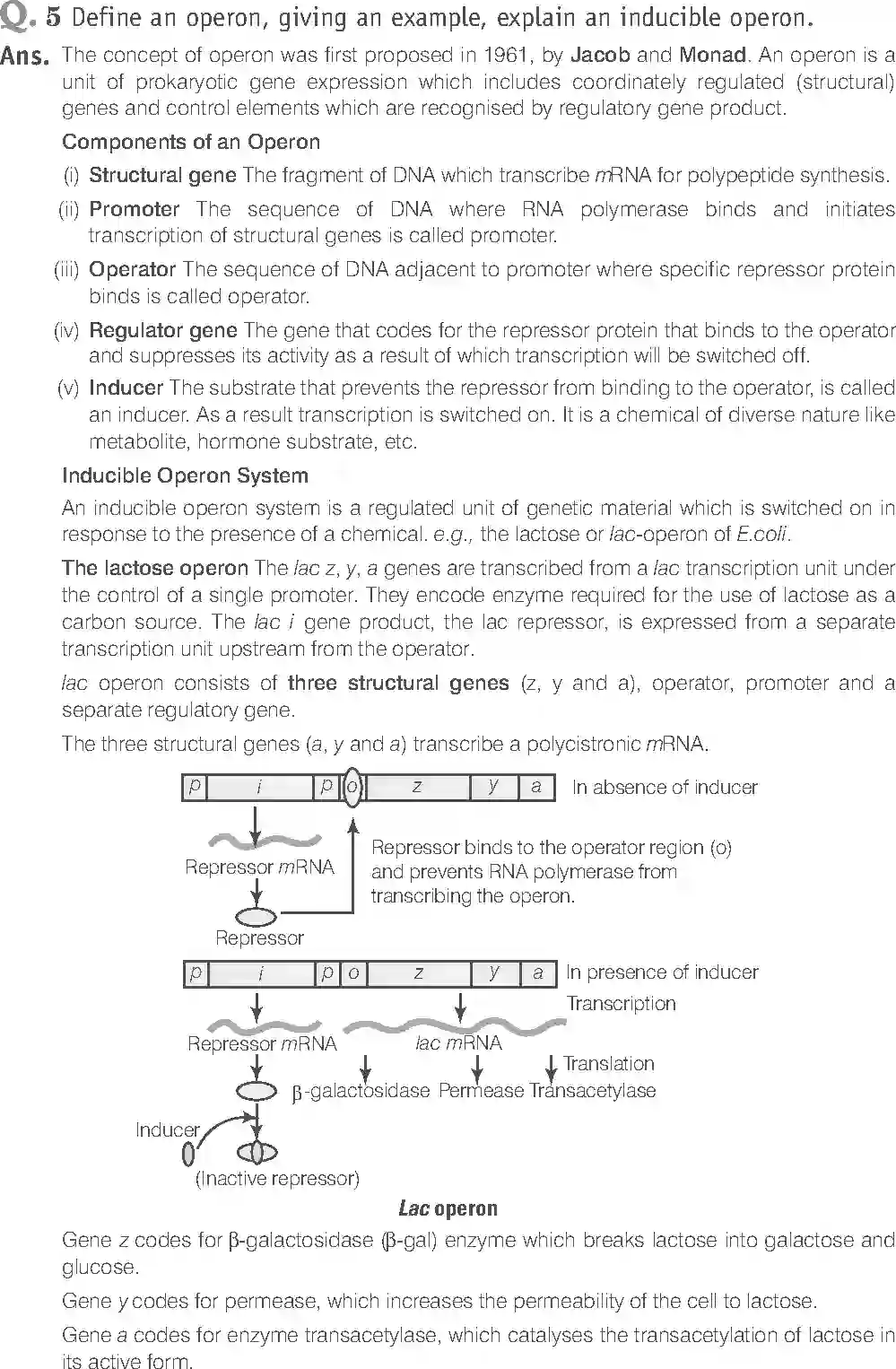 NCERT-Solution-Class-12-Biology-Exemplar-Molecular-Basis-of-Inheritance-2494-page-21