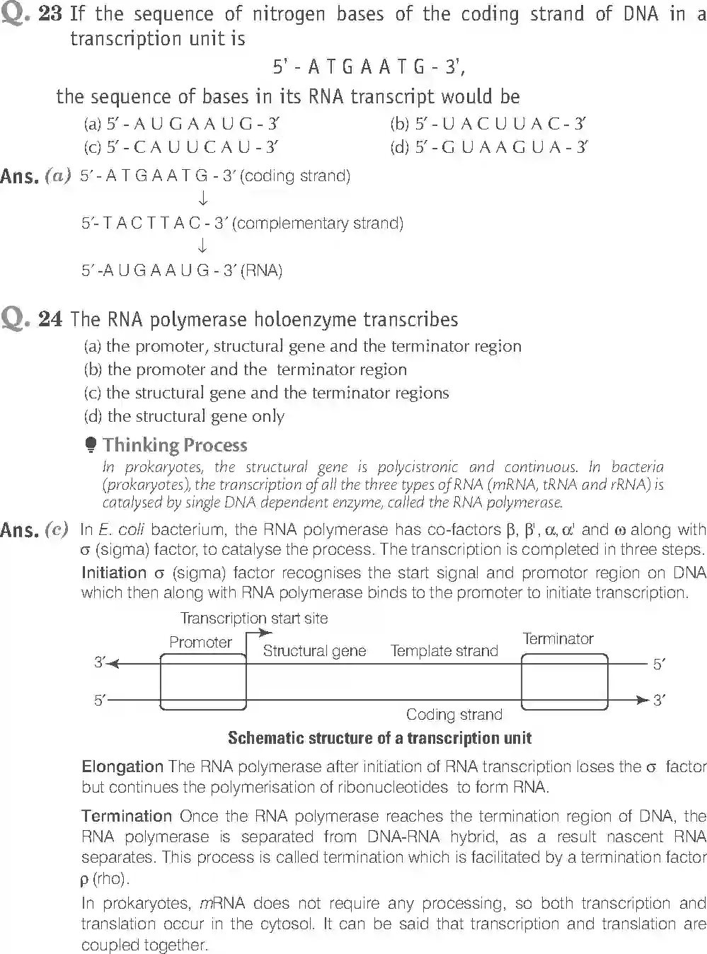 NCERT-Solution-Class-12-Biology-Exemplar-Molecular-Basis-of-Inheritance-2494-page-7
