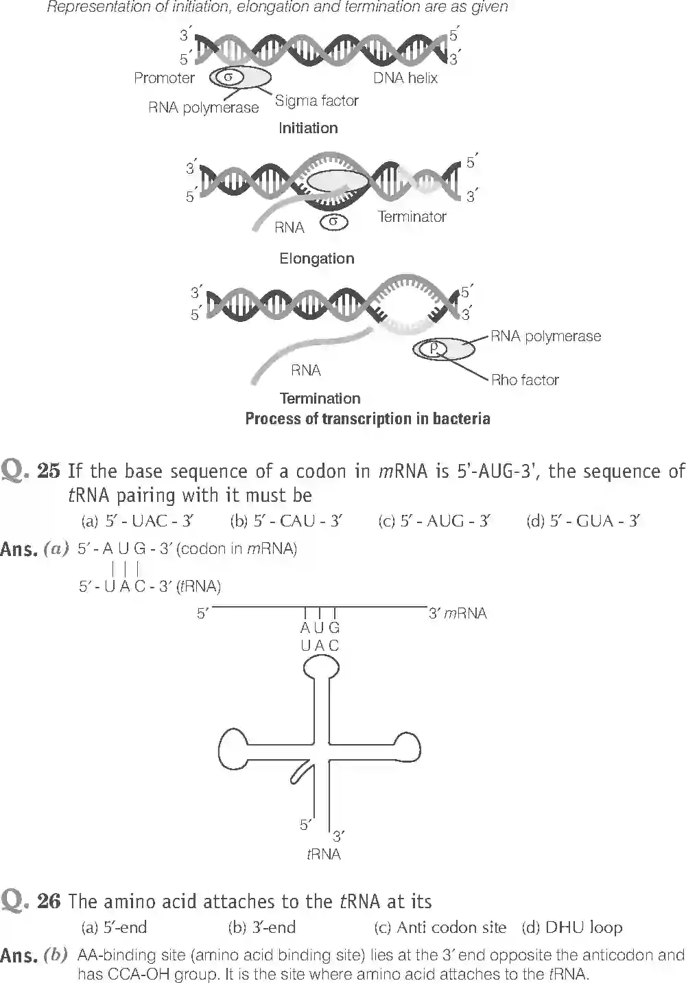 NCERT-Solution-Class-12-Biology-Exemplar-Molecular-Basis-of-Inheritance-2494-page-8