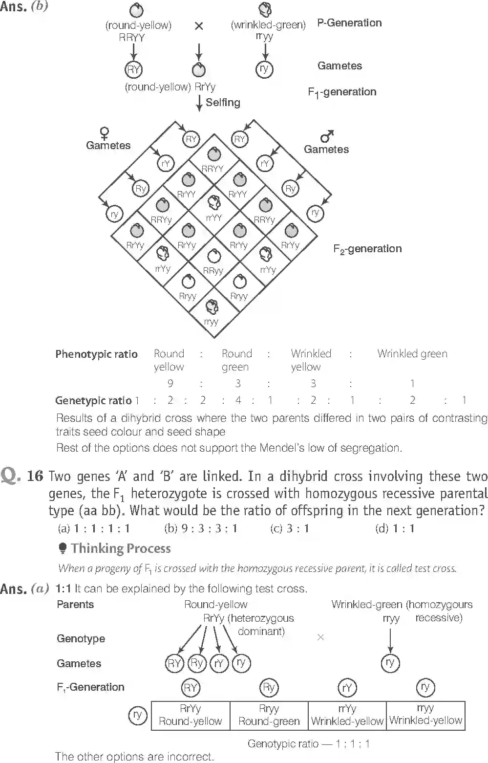 NCERT-Solution-Class-12-Biology-Exemplar-Principle-of-Inheritance-and-Variations-2493-page-8
