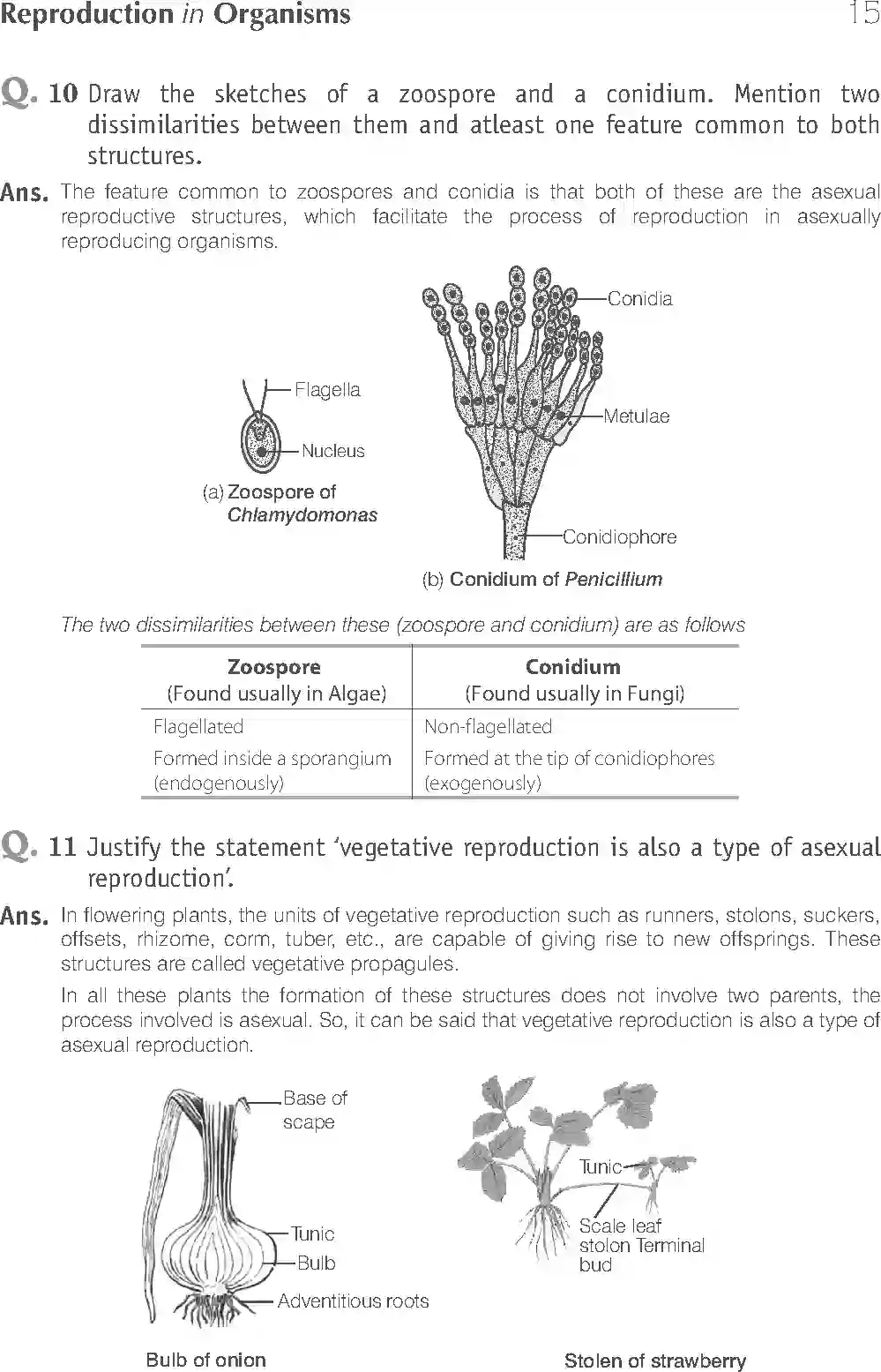 Class 12 Biology Exemplar Reproduction in Organisms Solution