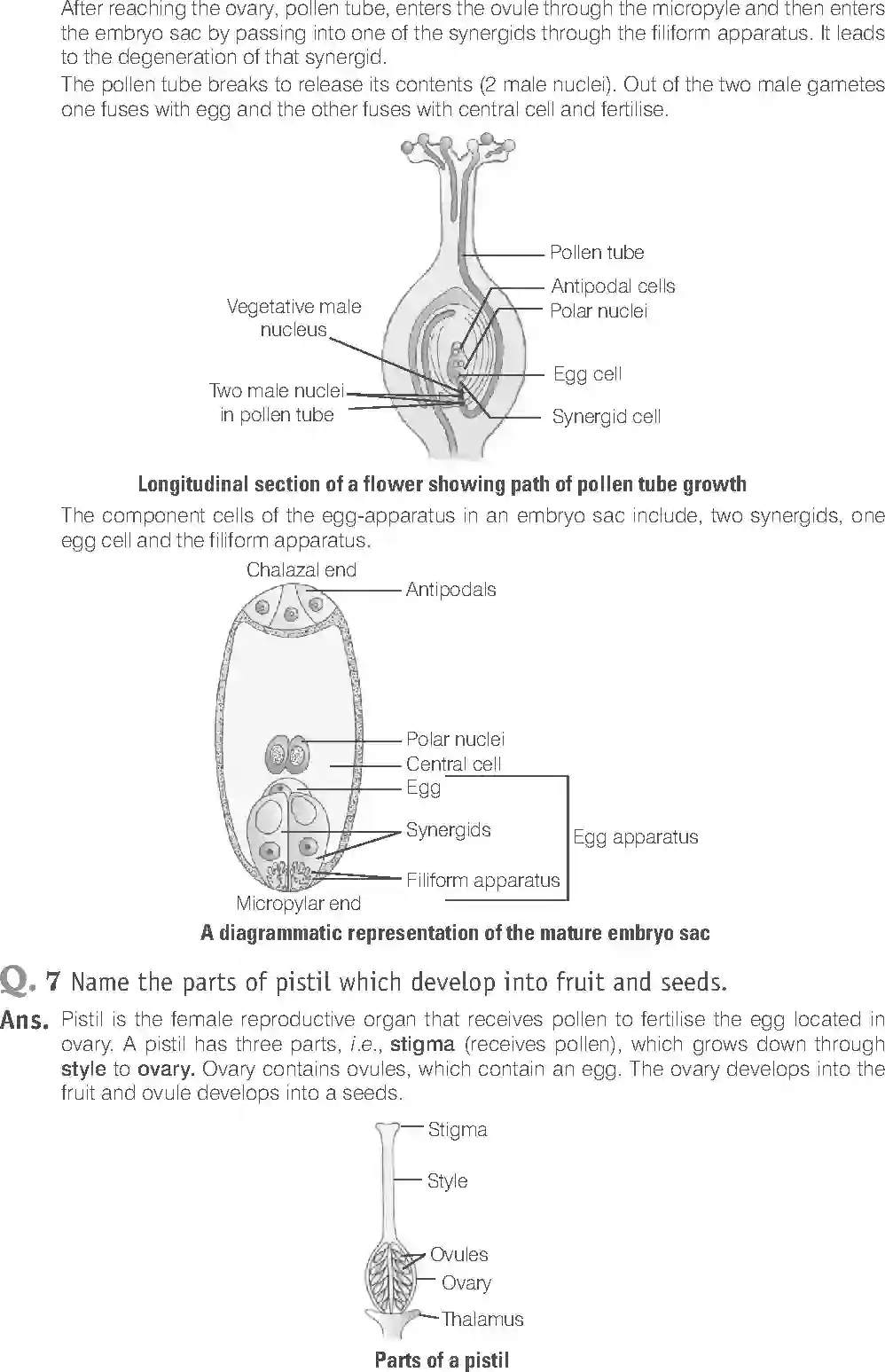 NCERT-Solution-Class-12-Biology-Exemplar-Sexual-Reproduction-in-Flowering-Plants-2490-page-11
