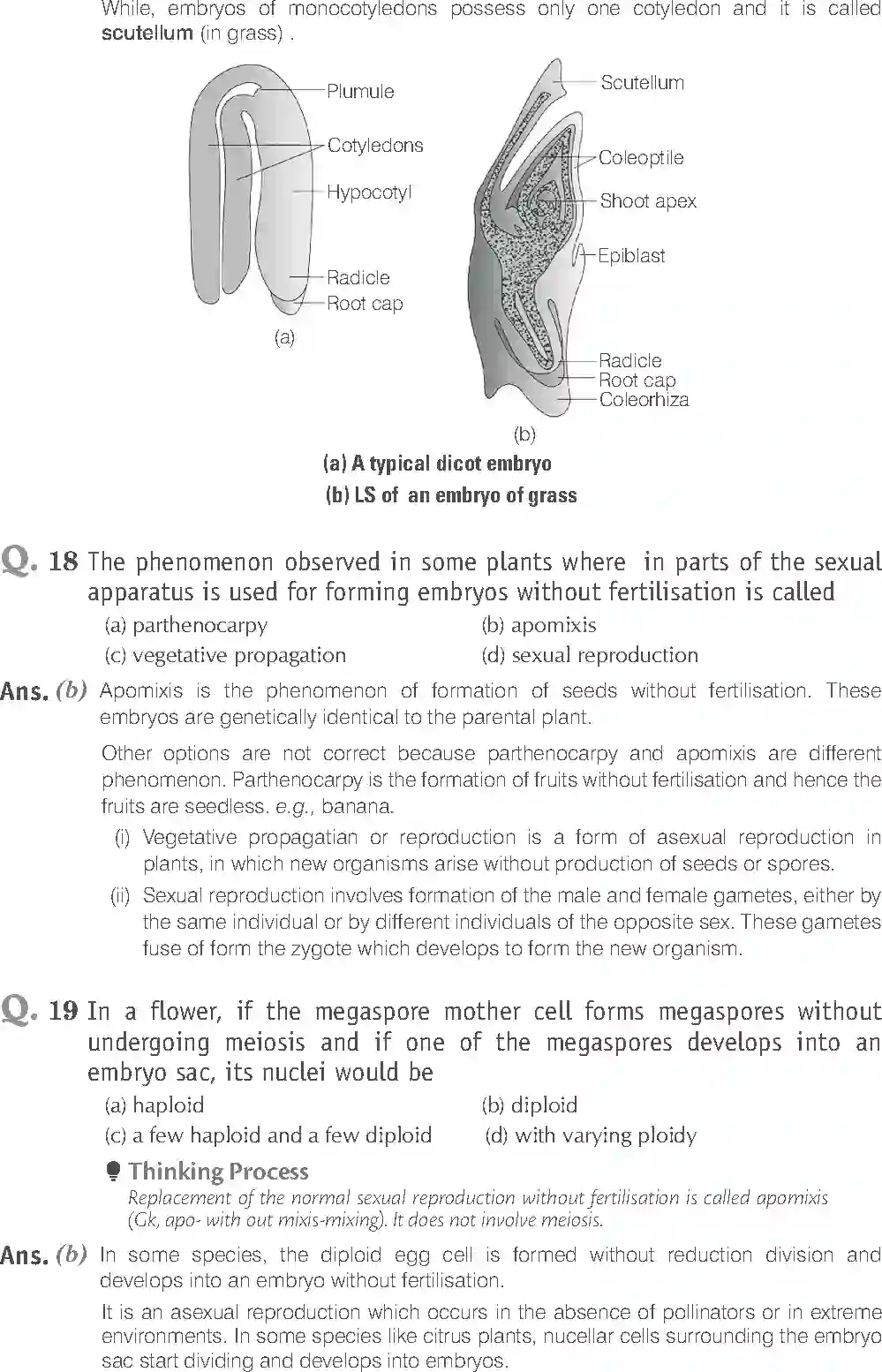 NCERT-Solution-Class-12-Biology-Exemplar-Sexual-Reproduction-in-Flowering-Plants-2490-page-7