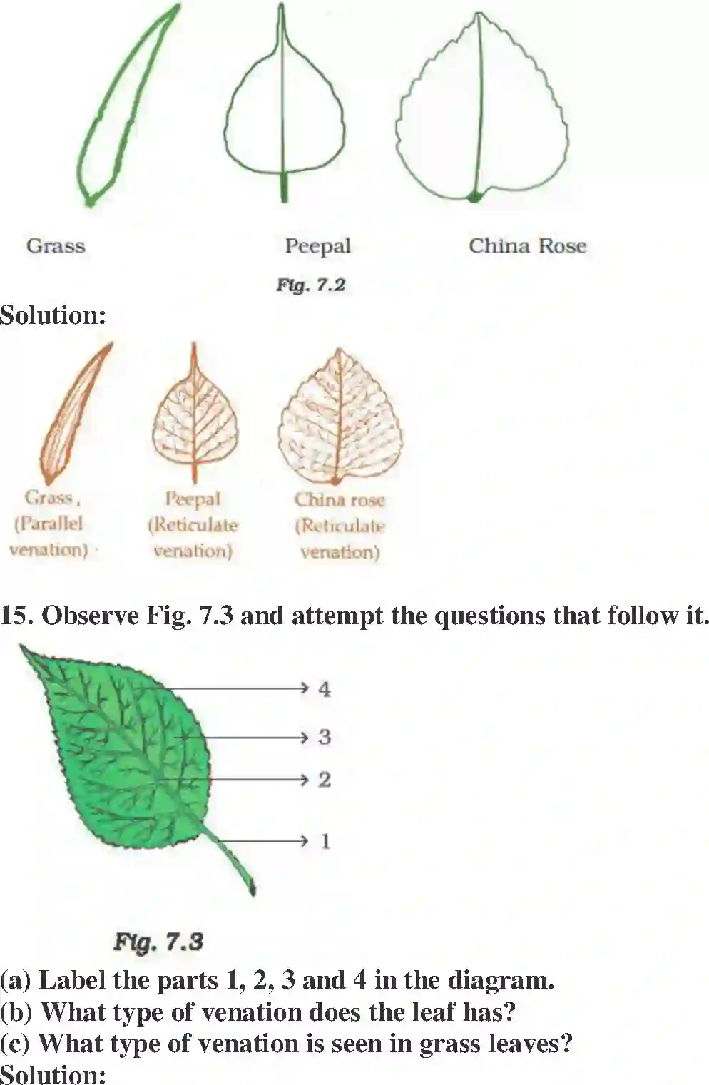 NCERT-Solution-Class-6-Science-Exemplar-Getting-to-Know-Plants-1773-page-6