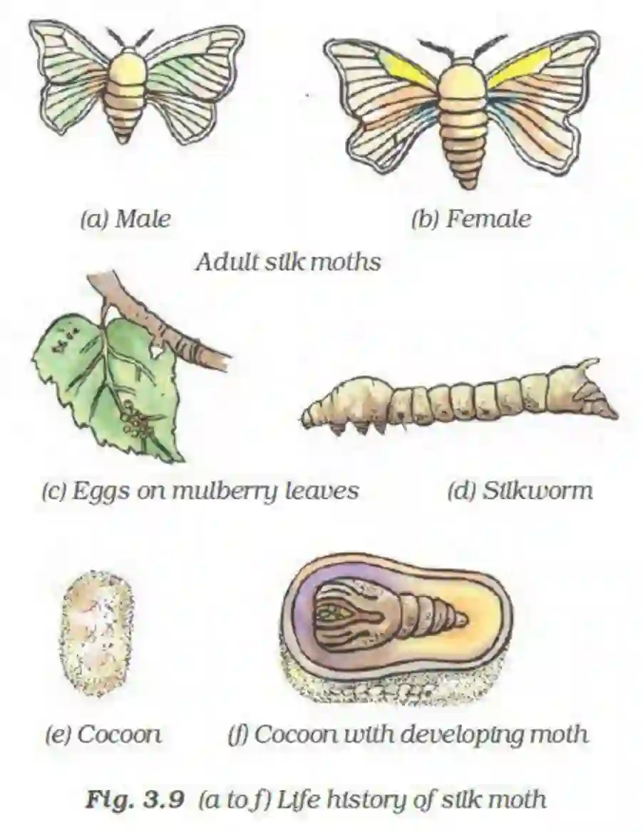 NCERT-Solution-Class-7-Science-Exemplar-Fibre-to-fabric-Exemplar-3775-page-10