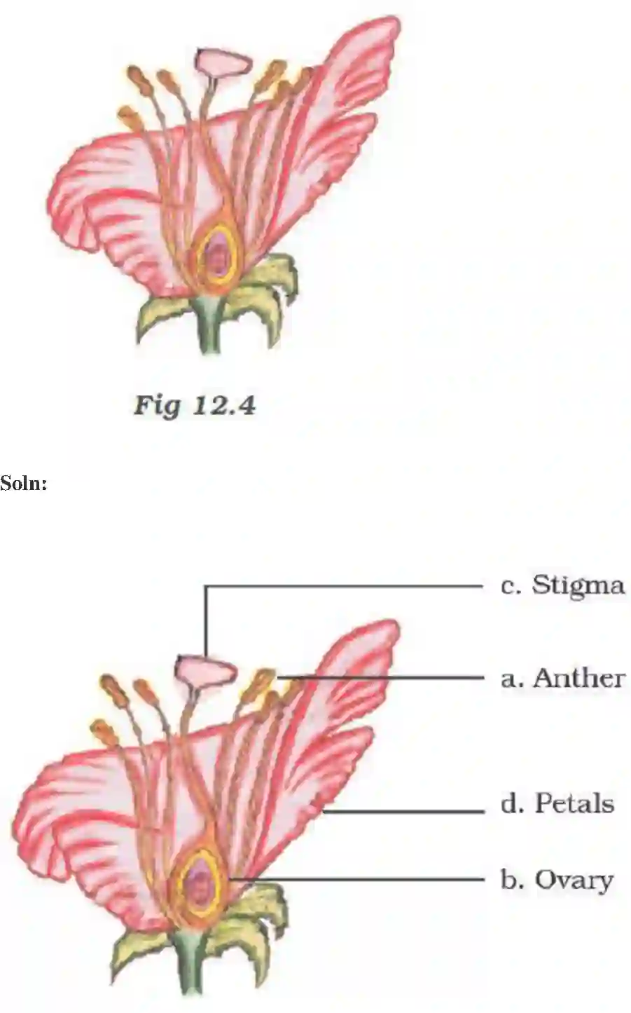 NCERT-Solution-Class-7-Science-Exemplar-Reproduction-in-Plants-Exemplar-3784-page-7