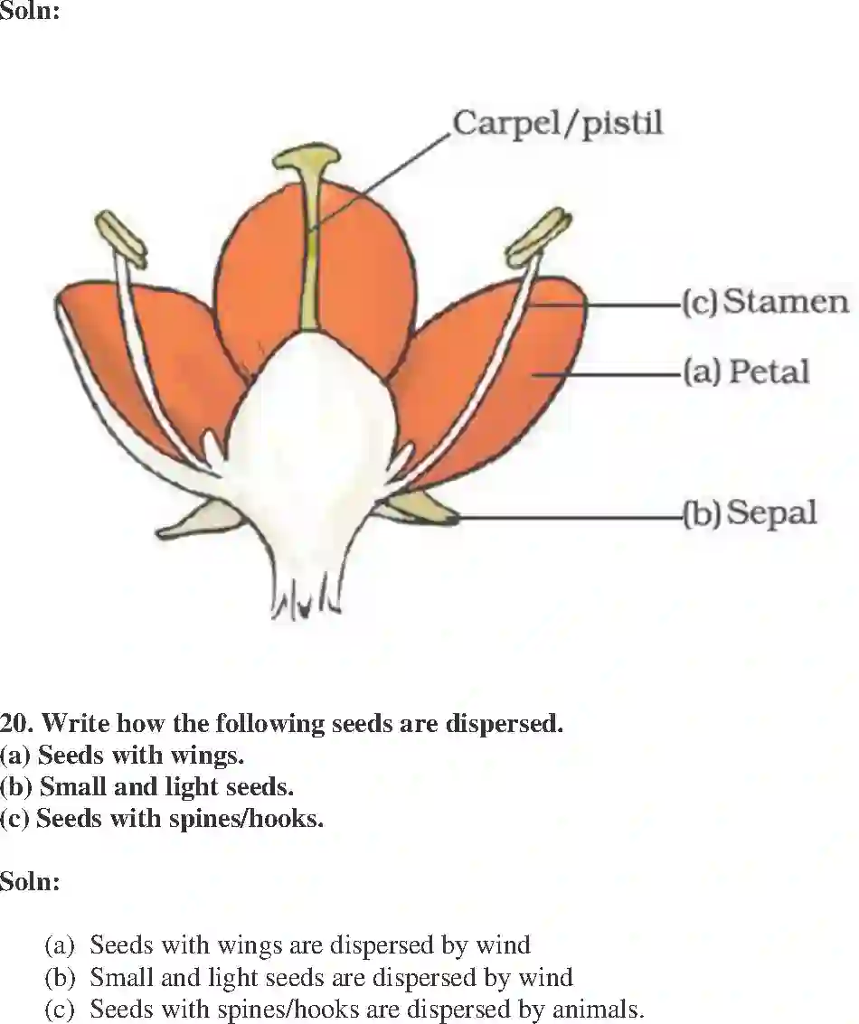 NCERT-Solution-Class-7-Science-Exemplar-Reproduction-in-Plants-Exemplar-3784-page-9