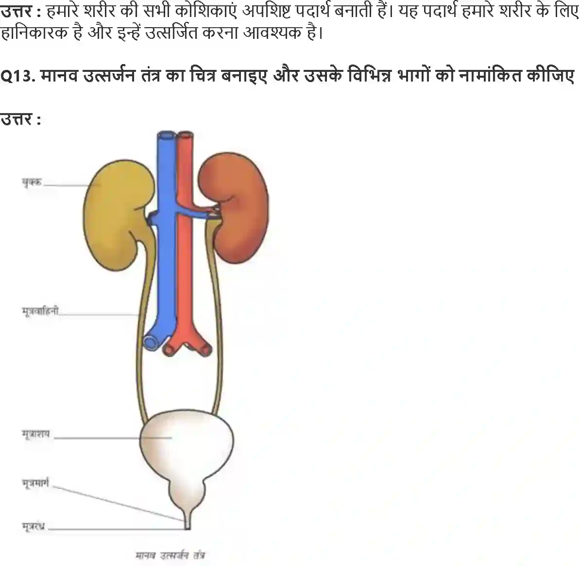 NCERT-Solution-Class-7-विज्ञान-जंतुओं-और-पादप-में-परिवहन-5177-page-5