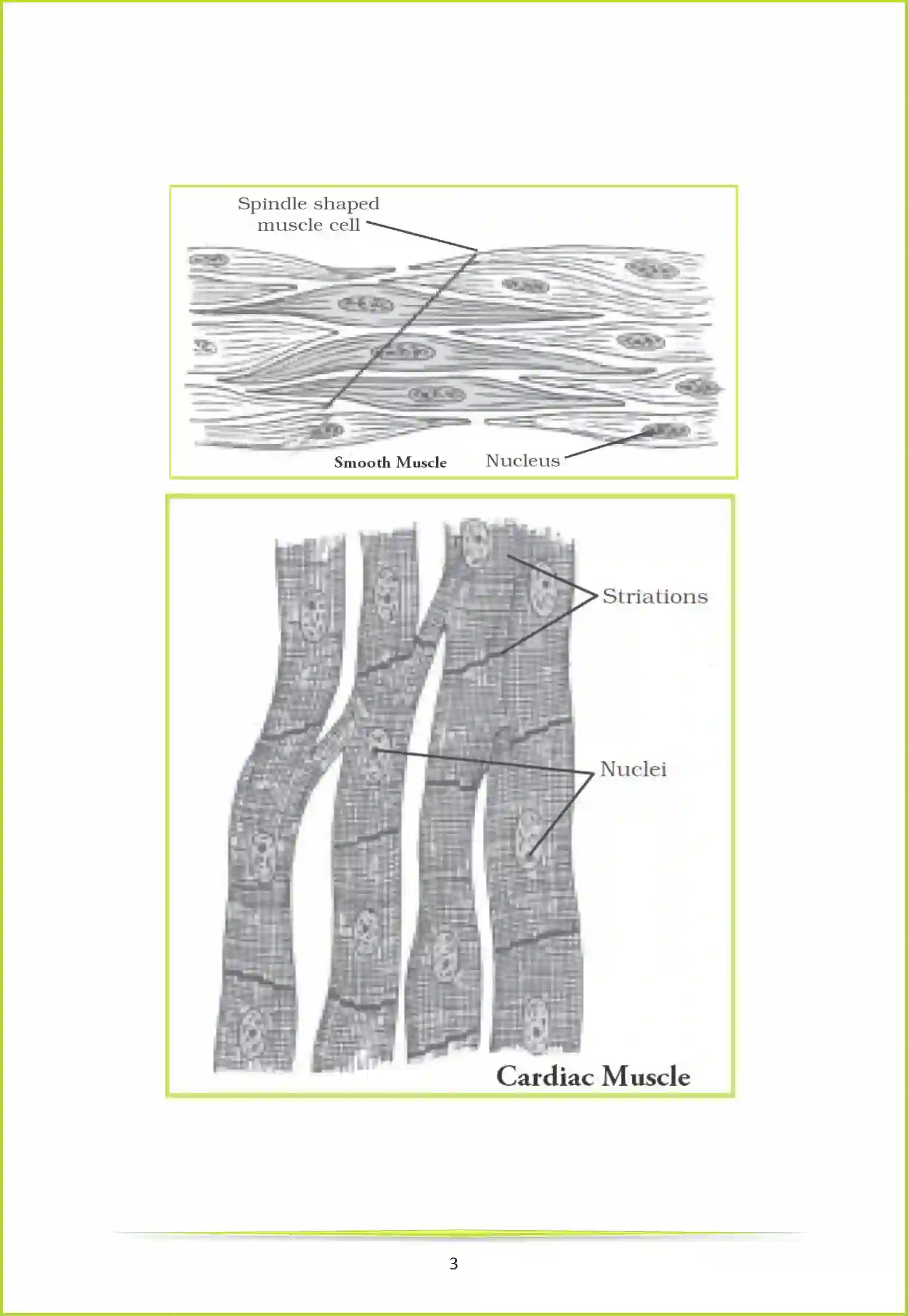 NCERT-Solution-Class-9-Science-Chapter-6-Tissues-1048-page-7