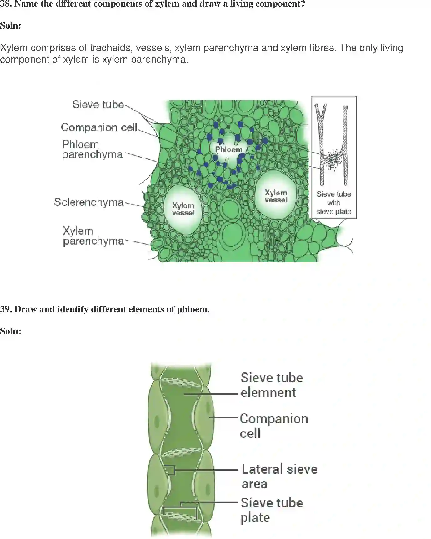 NCERT-Solution-Class-9-Science-Exemplar-Tissues-Exemplar-1229-page-13