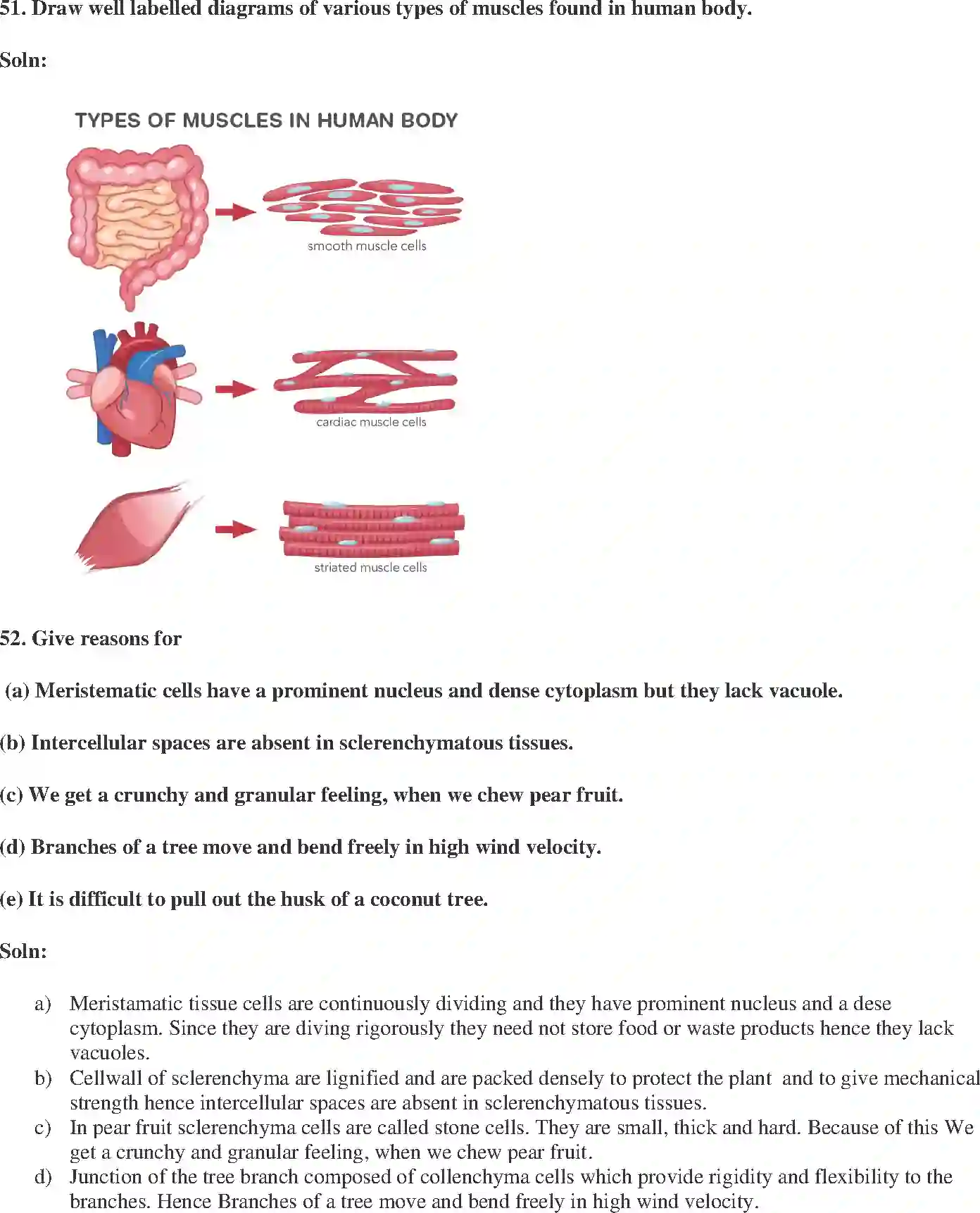 NCERT-Solution-Class-9-Science-Exemplar-Tissues-Exemplar-3401-page-19
